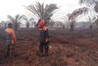 Kebakaran Lahan Terjadi di Desa Kumpai Batu Bawah. (Dok. BPBD) 