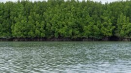 Ilustrasi Ekosistem Mangrove. (Pixabay.com/dslr99)
