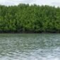 Ilustrasi Ekosistem Mangrove. (Pixabay.com/dslr99)
