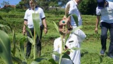 Bapanas dorong konsumsi sorgum dan singkong demi kurangi ketergantungan beras dan reformasi ekonomi pangan nasional berbasis sumber daya lokal.   (Dok. Bapenas)